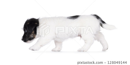Jack Russell pup on white background 128049144