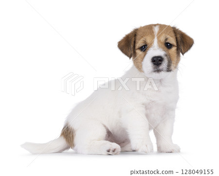 Jack Russell pup on white background 128049155