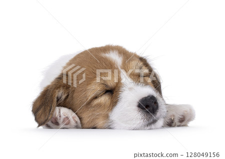 Jack Russell pup on white background 128049156