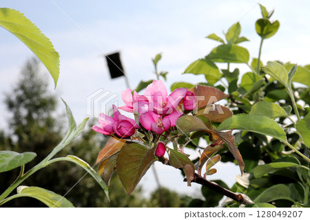 Blooming branch of an apple tree with pink flowers against the sky and a birdhouse 128049207