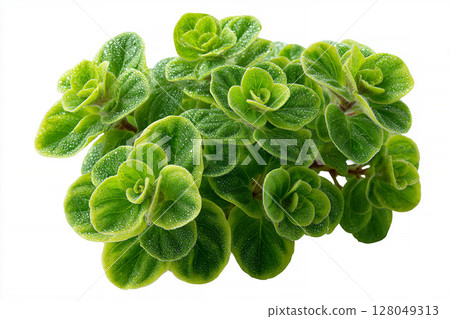 Plant with green leaves. Oregano plant with small leaves in ceramic pot on a white background. Top view. 128049313