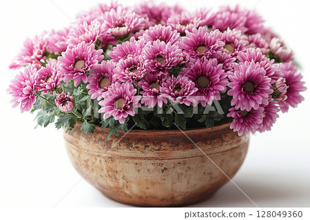 Potted beauty plant. Chrysanthemums bush with fleshy leaves and purple flowers. Potted beauty plant. Chrysanthemums bush with fleshy leaves and purple flowers. 128049360