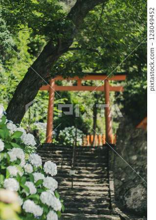 Torii and hydrangeas at Togyo-sha Shrine 1 128049452