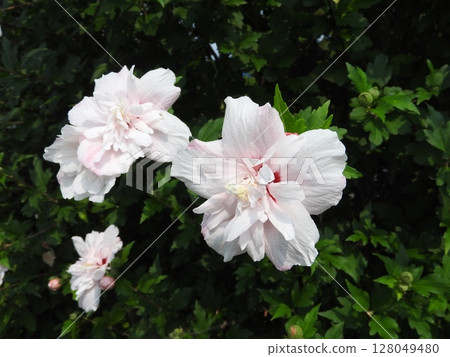 重瓣“木槿花” 128049480