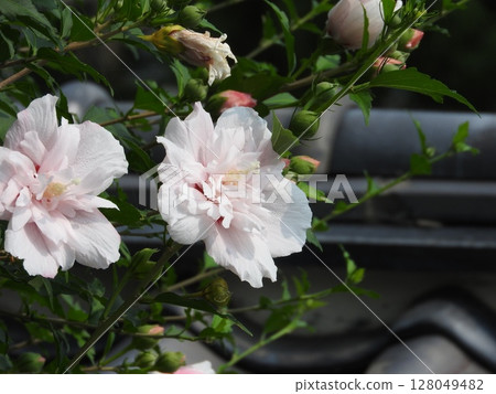 重瓣“木槿花” 128049482