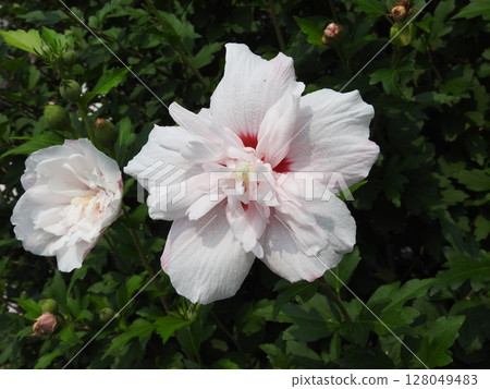 Double-flowered "Rose of Sharon" flowers Double-flowered "Rose of Sharon" flowers 128049483