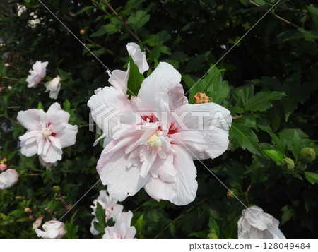 Double-flowered "Rose of Sharon" flowers Double-flowered "Rose of Sharon" flowers 128049484