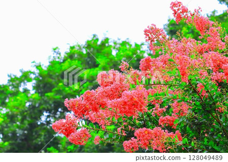 Gorgeous crepe myrtle flowers in full bloom Gorgeous crepe myrtle flowers in full bloom 128049489