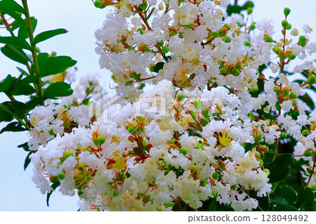 A refreshing blue sky and a refreshing white crape myrtle 128049492