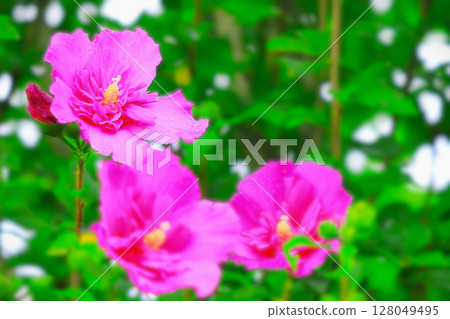 美麗的紫紅色木槿花被雨水弄濕 128049495