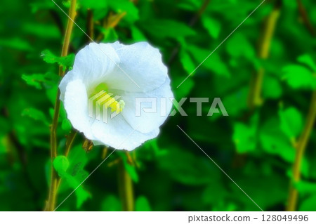 A refreshing white-flowered lily of the valley wet with rain A refreshing white-flowered lily of the valley wet with rain 128049496