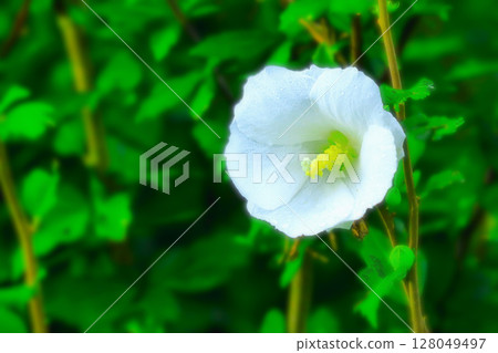 一朵清新的白花鈴蘭被雨水打濕 128049497
