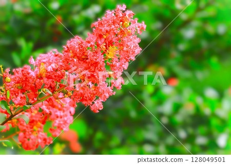Vivid crepe myrtle flowers in full bloom 128049501