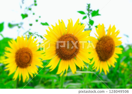 向日葵花在明亮盛開 向日葵花在明亮盛開 128049506