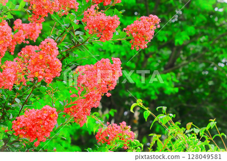 Gorgeous crepe myrtle flowers in full bloom Gorgeous crepe myrtle flowers in full bloom 128049581