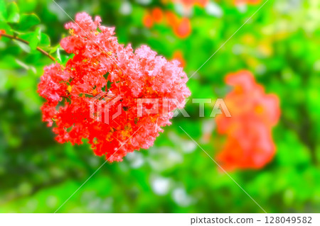 Brightly blooming Crape Myrtle flowers 128049582