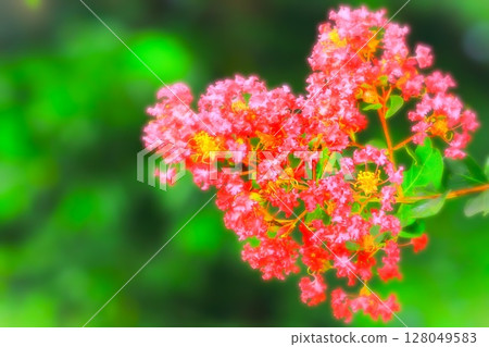 Beautiful crepe myrtle flower in bloom 128049583