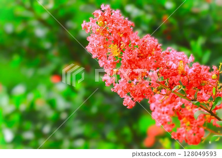 Vivid crepe myrtle flowers in full bloom 128049593