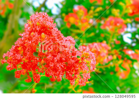 Vibrant crepe myrtle flowers in full bloom 128049595