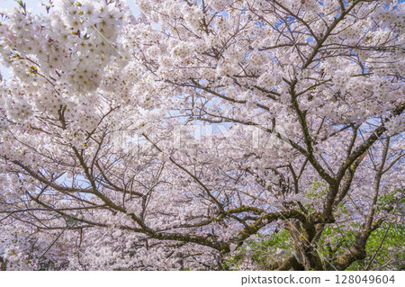 櫻花盛開 128049604