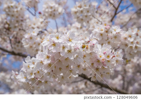 櫻花盛開 128049606