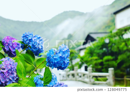 Hydrangeas in Kikko Park in the rain Hydrangeas in Kikko Park in the rain 128049775