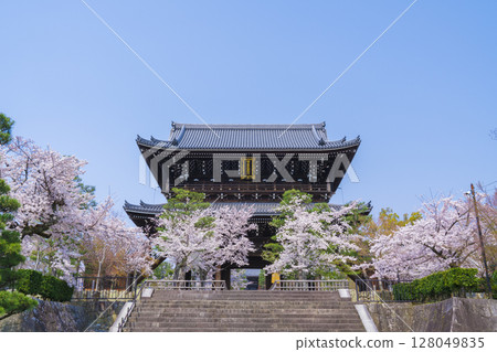 京都：金界光明寺的山門與櫻花 128049835