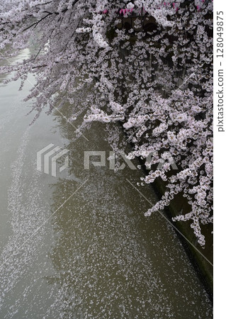 日本東京目黑區目黑川沿岸的櫻花樹。盛開的櫻花和零星的櫻花花瓣漂浮在水面上。 128049875