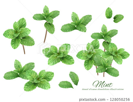 A set of fresh mint leaves hand-drawn in watercolor 128050256