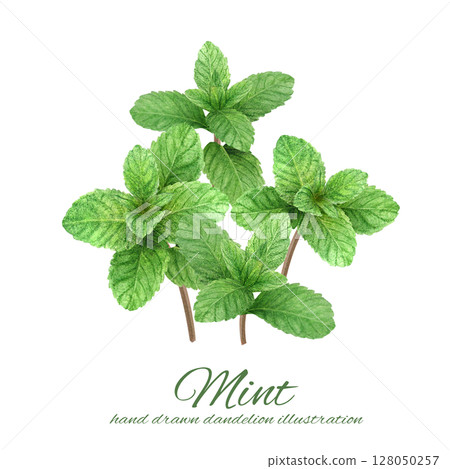 A set of fresh mint leaves hand-drawn in watercolor 128050257