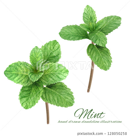 A set of fresh mint leaves hand-drawn in watercolor 128050258