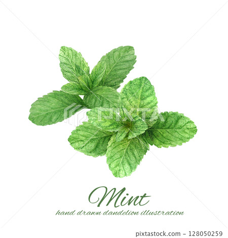 A set of fresh mint leaves hand-drawn in watercolor A set of fresh mint leaves hand-drawn in watercolor 128050259