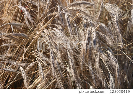 Ripe ears of rye close-up. Grain agricultural plants. Grain harvest. Ripe ears of rye close-up. Grain agricultural plants. Grain harvest. 128050419