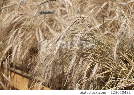 Ripe ears of rye close-up. Grain agricultural plants. Grain harvest. 128050421