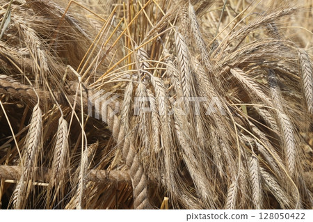 Ripe ears of rye close-up. Grain agricultural plants. Grain harvest. 128050422