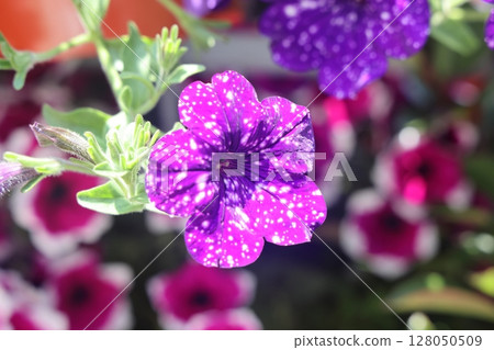 Petunia, Petunias in the tray,Petunia in the pot, neon pink petunia. 128050509
