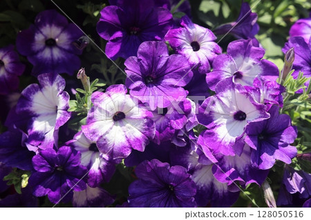 Petunia, Petunias in the tray,Petunia in the pot, neon pink petunia. Petunia, Petunias in the tray,Petunia in the pot, neon pink petunia. 128050516