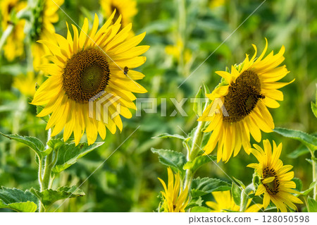 向日葵 128050598