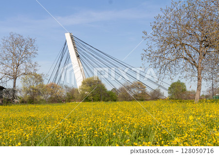 Italian canola flower plantation landscape bridge 128050716
