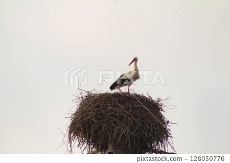 Stork in its nest on a utility pole in the countryside 128050776