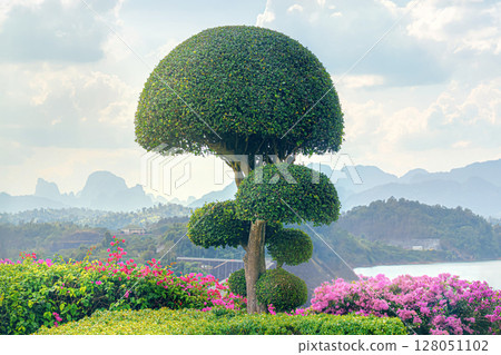 Beautiful Bodhi tree, symbol Buddhism and meditation round lush crown in Khao Sok Park Thailand on observation deck at Dam Khao Sok Park. Landscaping, shrub cutting and garden maintenance gardeners. 128051102