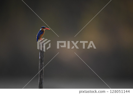 Malachite kingfisher backlit on post in profile Malachite kingfisher backlit on post in profile 128051144