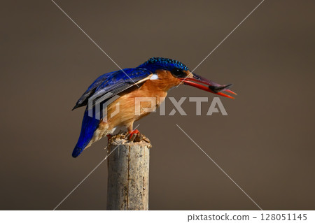 Malachite kingfisher carries bug on sawn-off post Malachite kingfisher carries bug on sawn-off post 128051145
