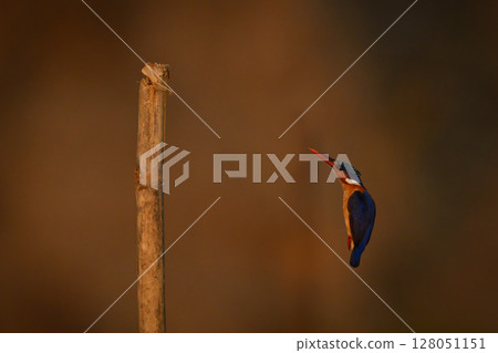 Malachite kingfisher about to land on post 128051151