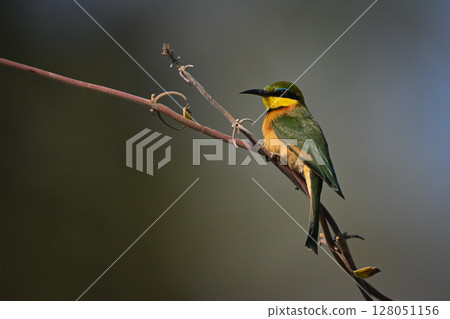 Little bee-eater with catchlight on twisted vine Little bee-eater with catchlight on twisted vine 128051156