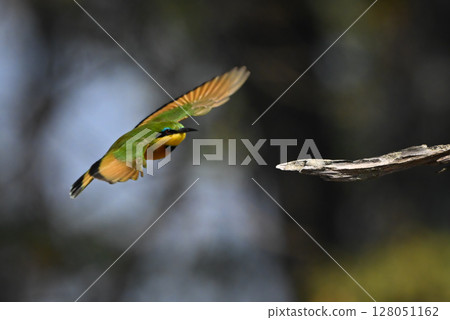 Little bee-eater with catchlight flying towards branch 128051162