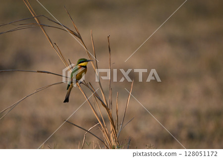 Little bee-eater weighs down curved grass stalk 128051172