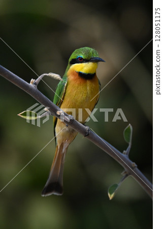 Little bee-eater watches camera from leafy branch 128051175