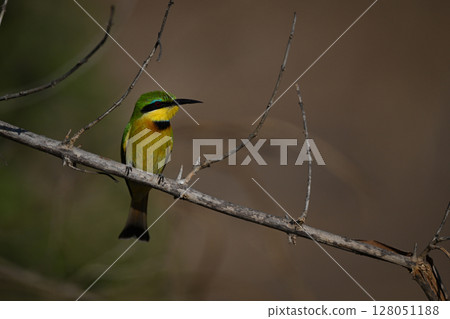 Little bee-eater turning head on diagonal branch 128051188