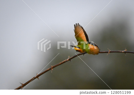 Little bee-eater takes off from thorny bough Little bee-eater takes off from thorny bough 128051199